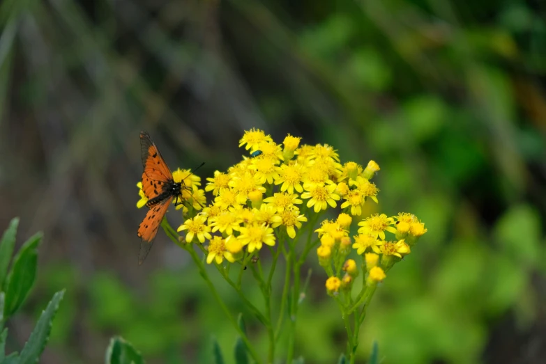 an orange and black erfly sitting on some yellow flowers