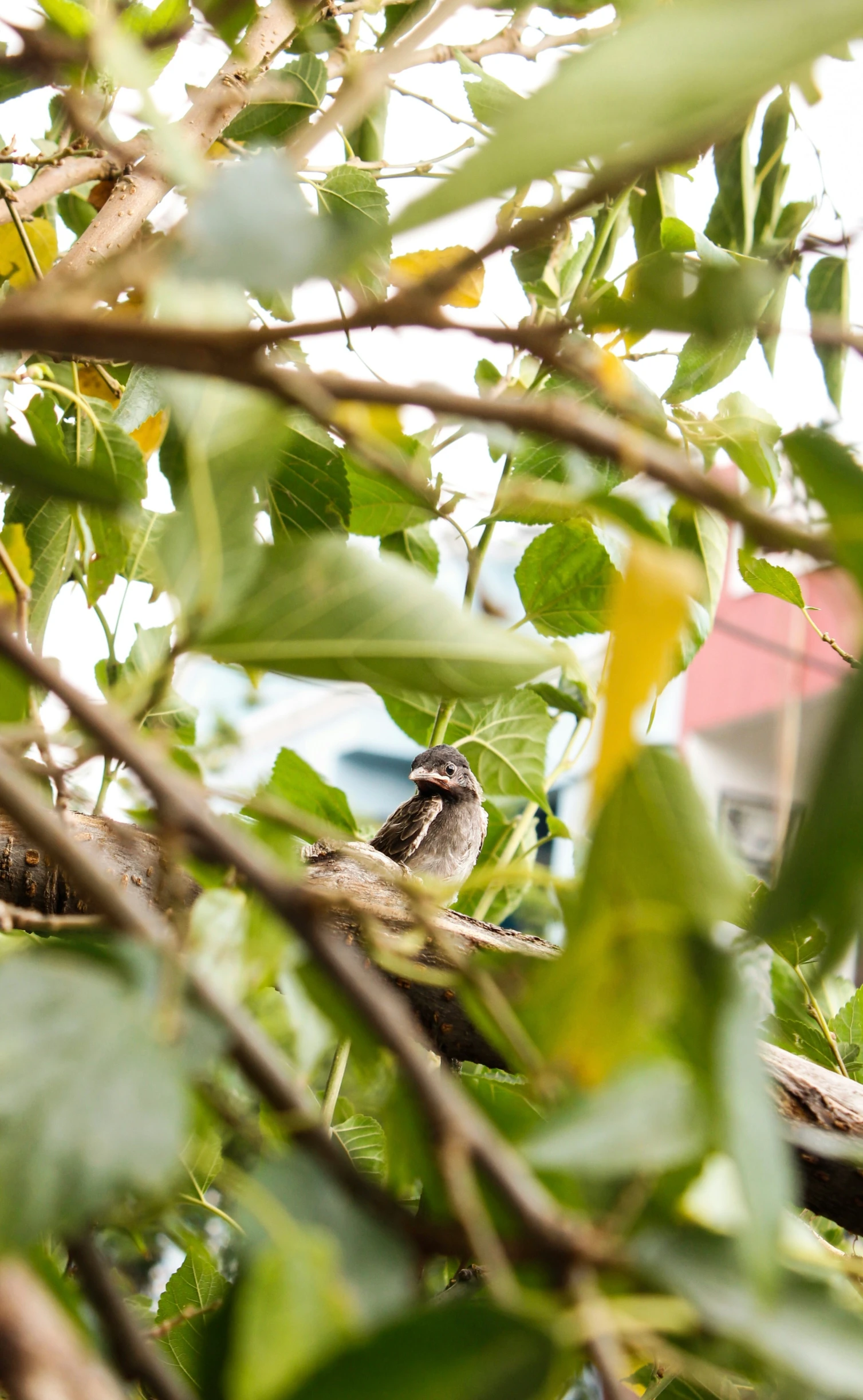 a small bird sitting on top of a tree nch