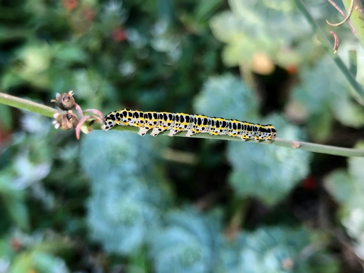 a bug crawling on a plant in the sun