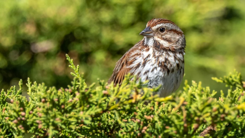 a brown and white bird is perched in a tree