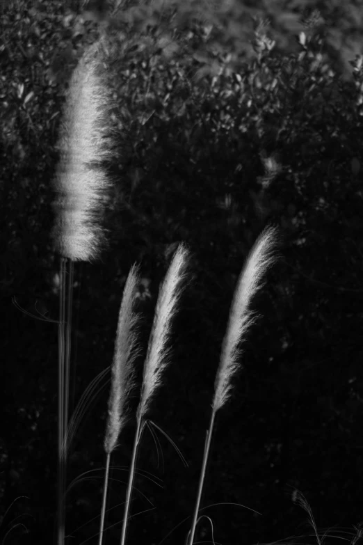 a row of tall grass growing on top of a field