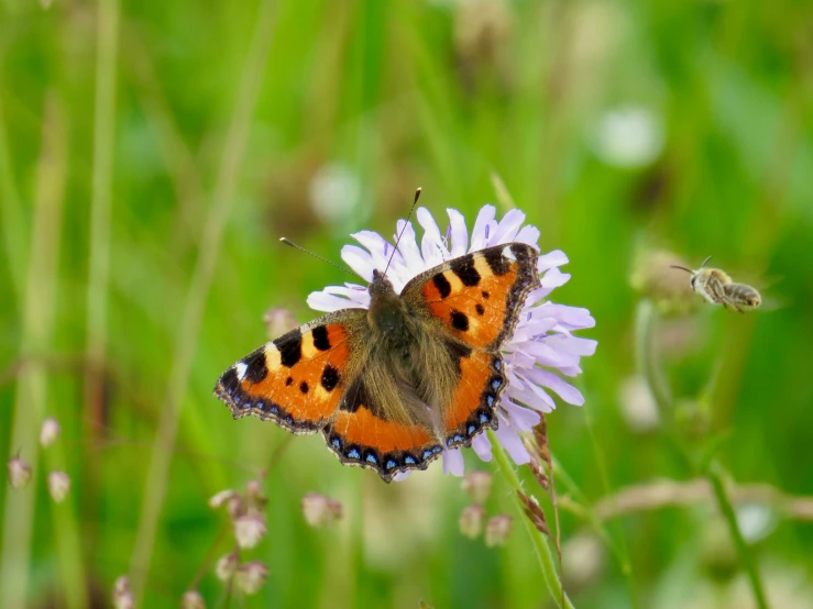 a orange erfly sits on a white flower