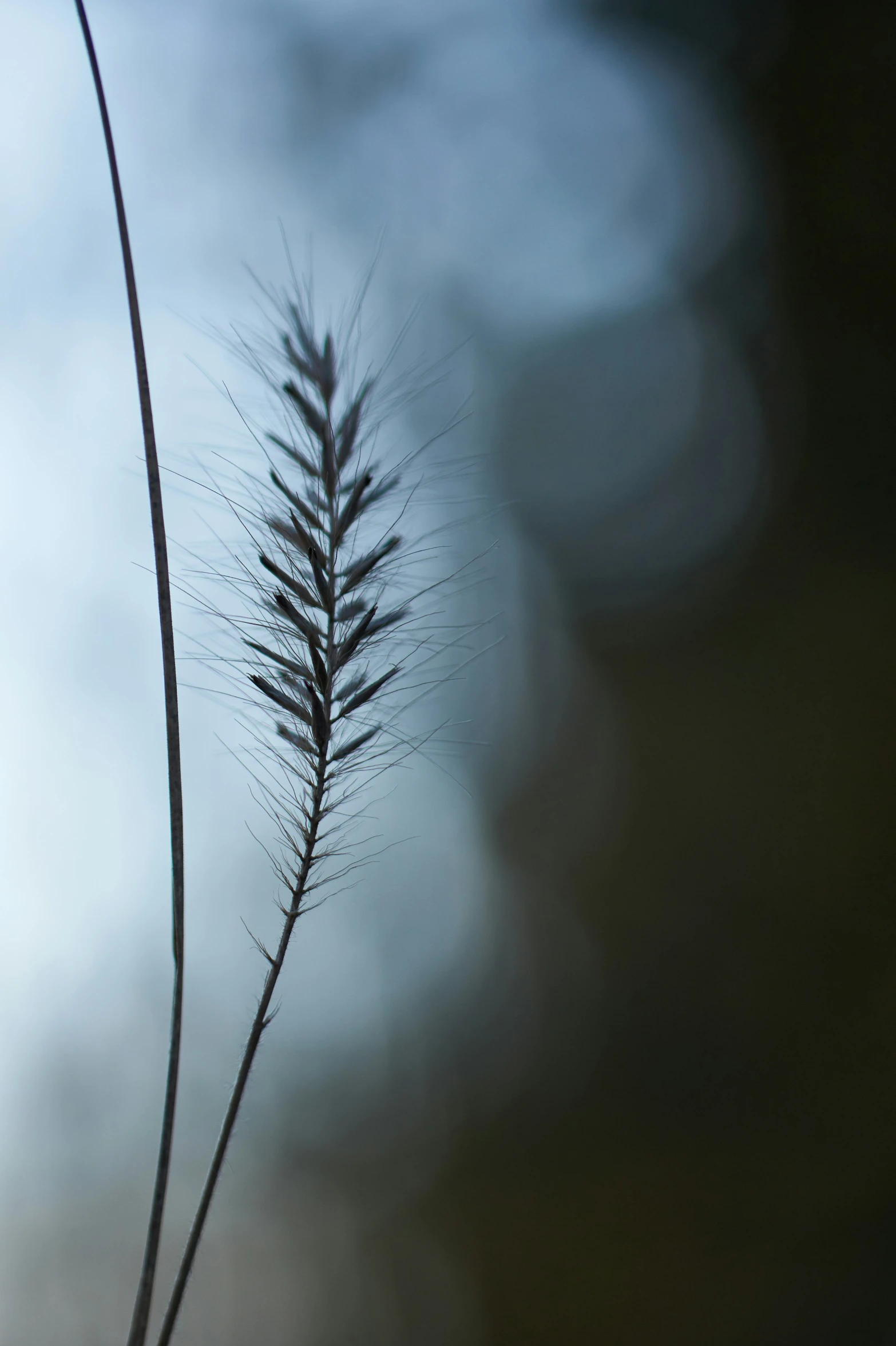 a plant with very long stems in front of blue skies