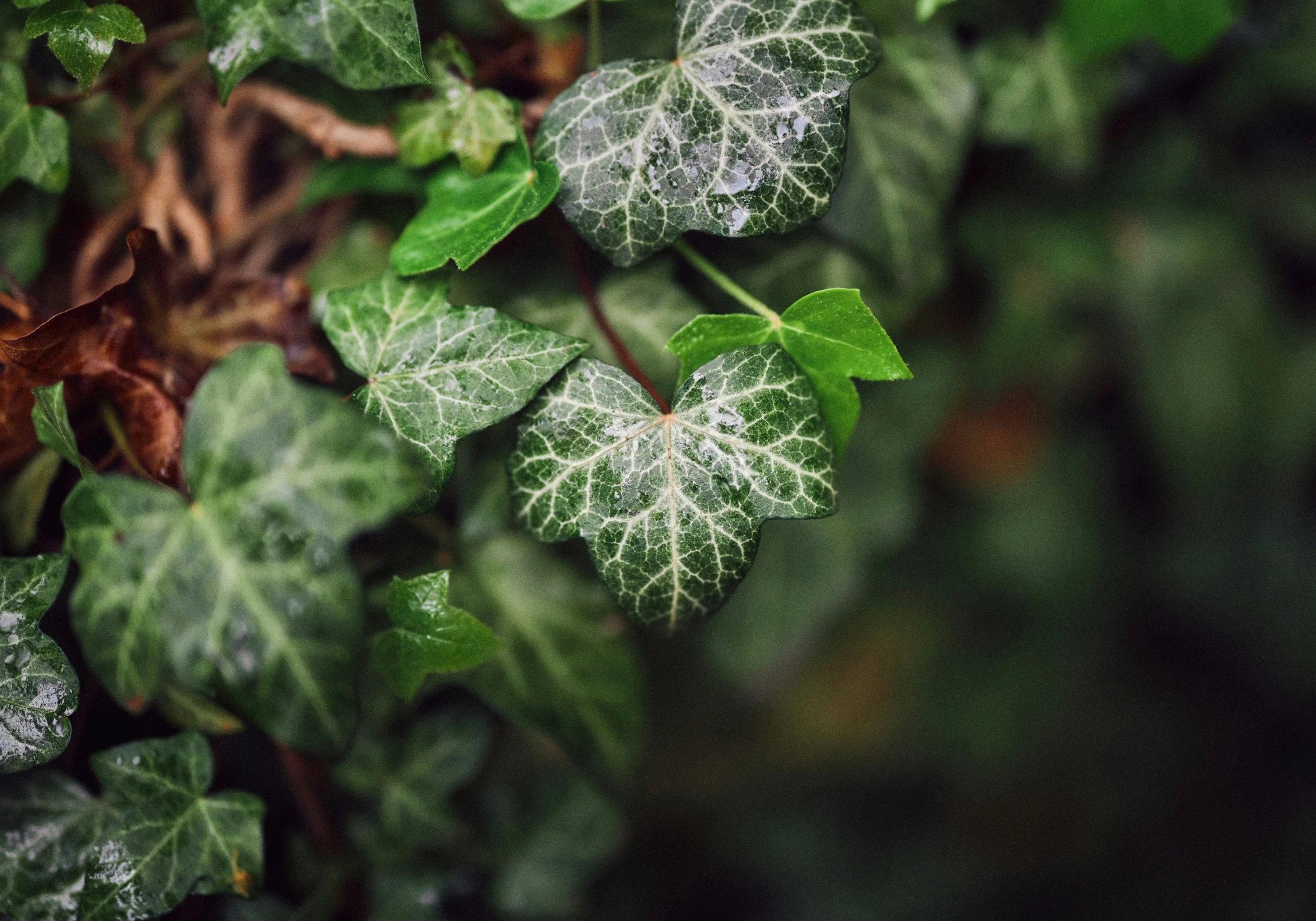 green and white leaves grow next to each other