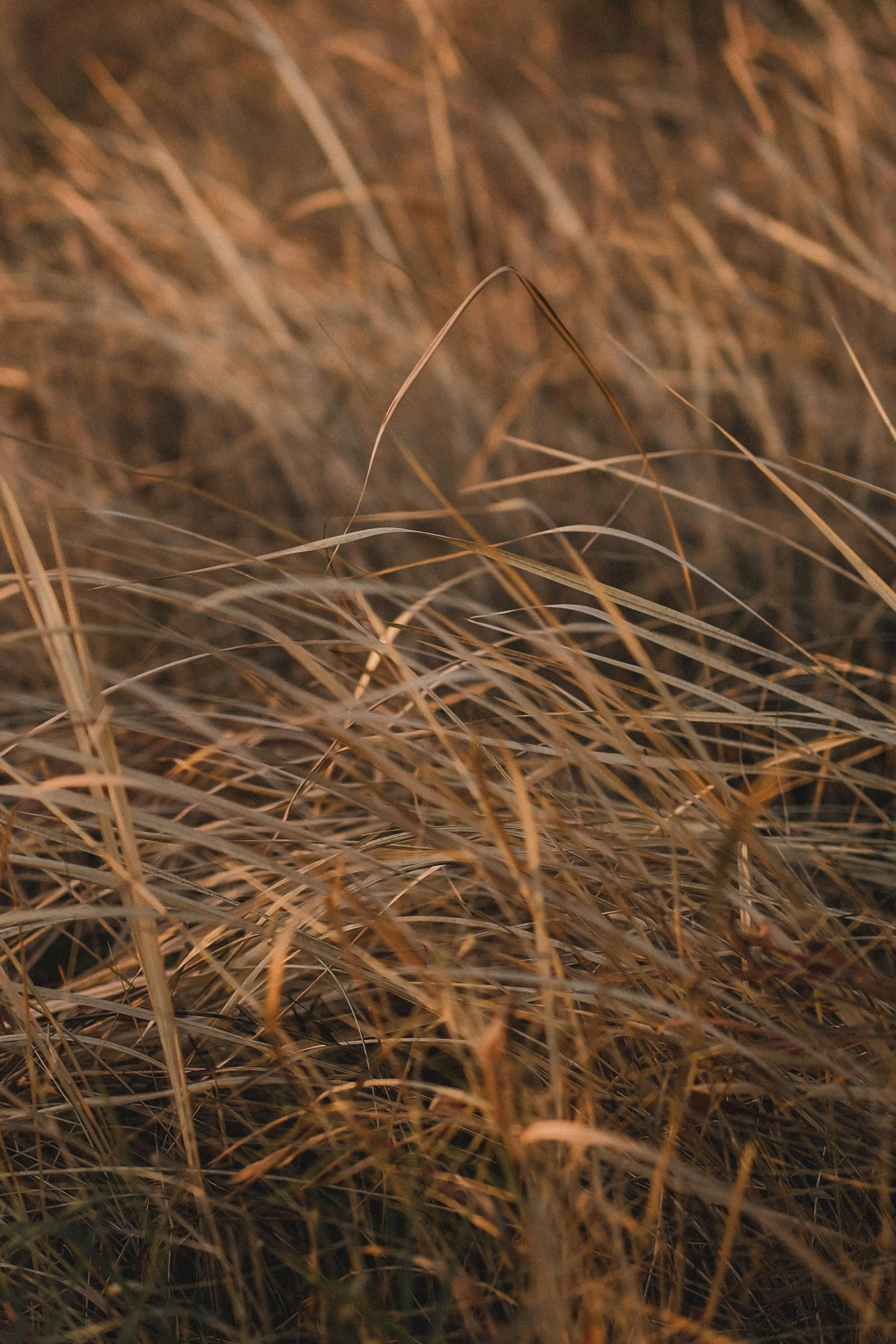 the bird is standing amongst the thick grass