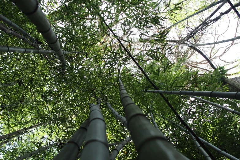 tall bamboo trees on a sunny day