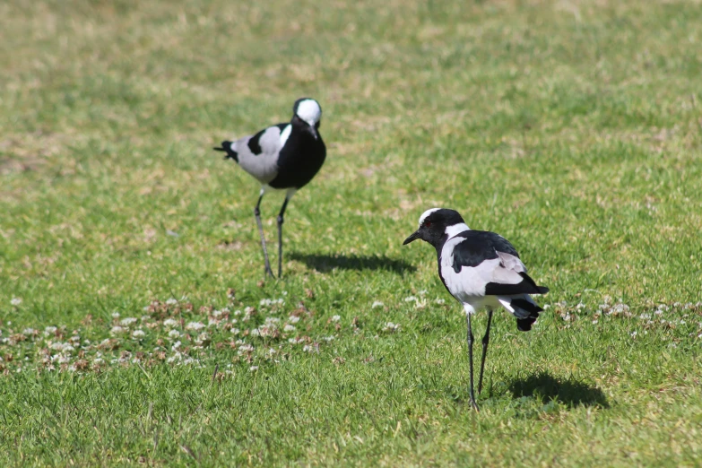 two small birds standing on the grass with their legs apart