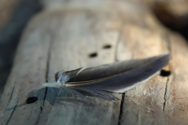 a large feather rests on top of a wooden plank