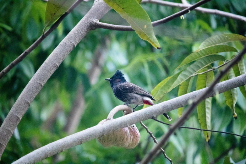 a bird sitting on top of a tree limb