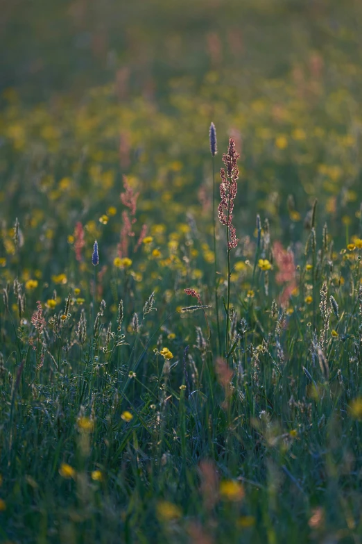 there are many flowers in the field together