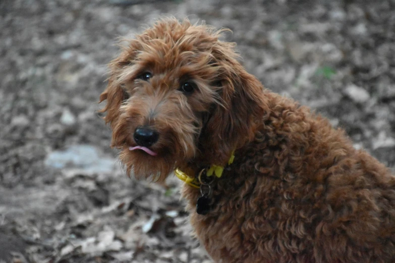 a small brown dog sitting on top of a dirt field