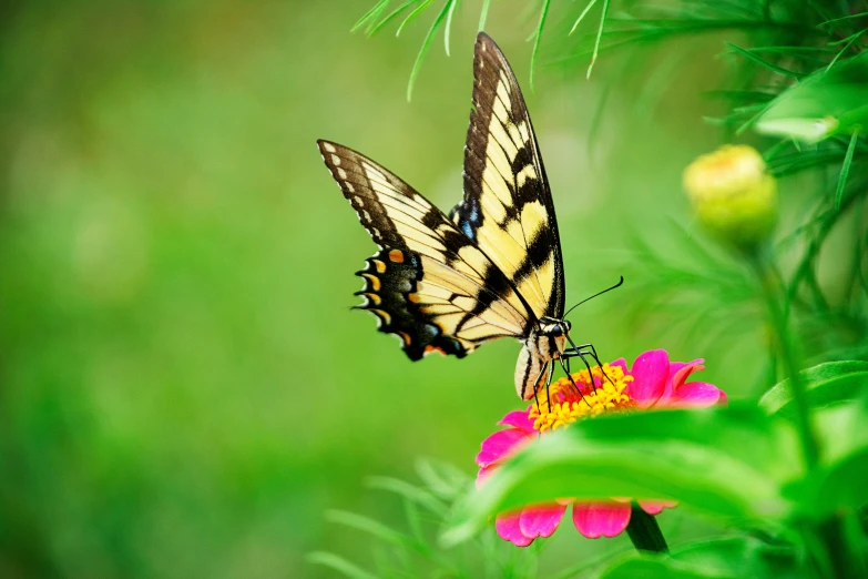 a beautiful tiger erfly sits on the top of a flower