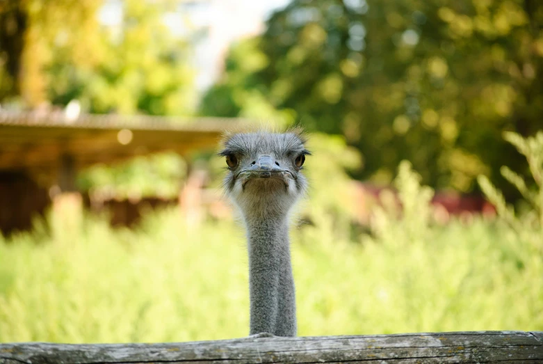 an ostrich with a sad look on his face