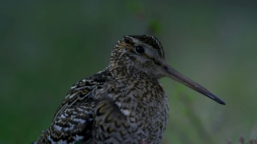 a small bird sits on the ground