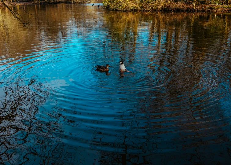 two ducks are swimming across a river