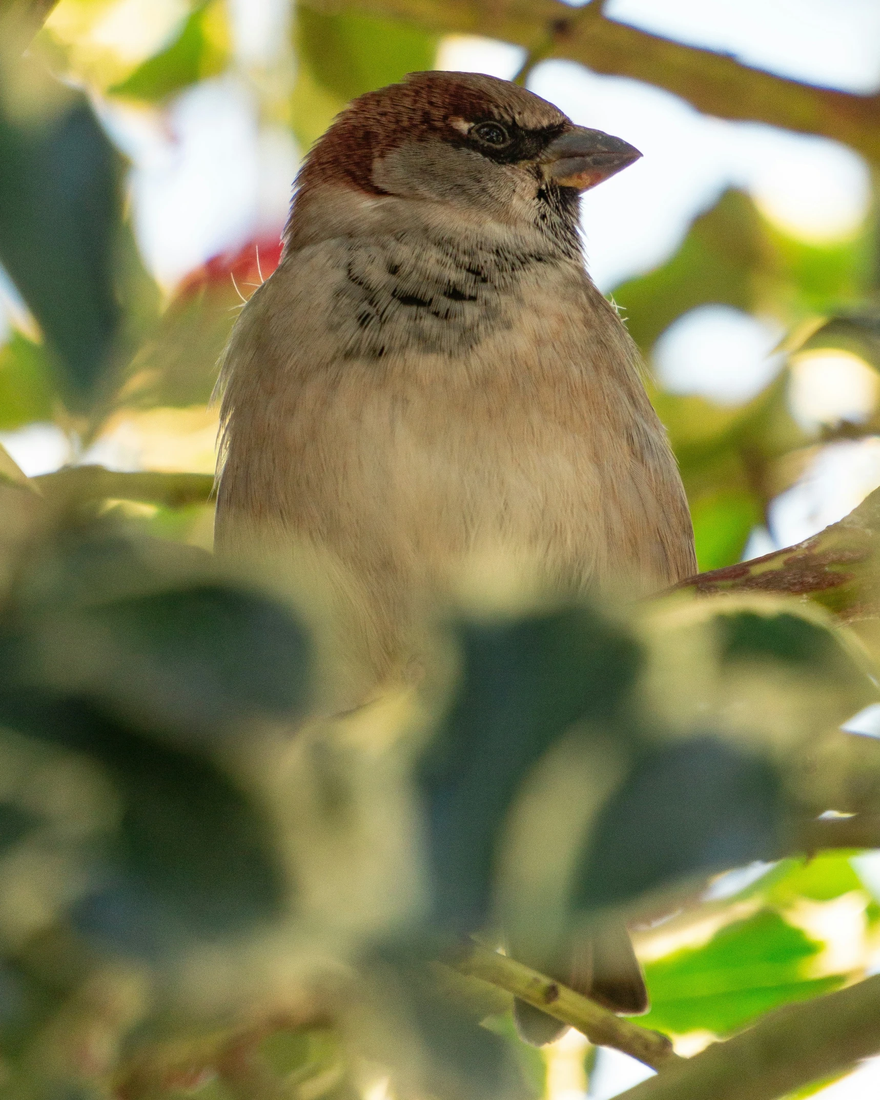 a bird sitting on top of a tree next to leaves