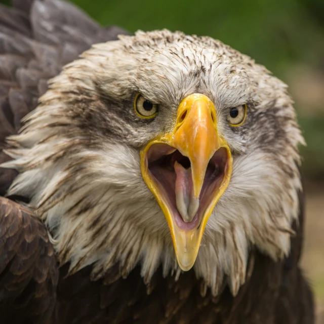 an eagle with very big feathers opens its mouth
