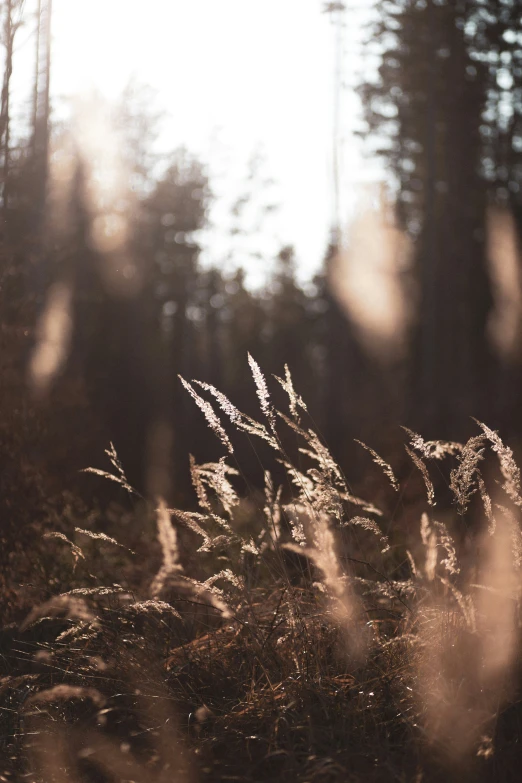 a field with very long grass and trees behind