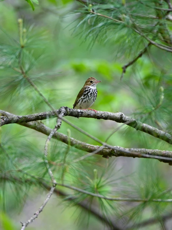 a bird perched on a thin nch near a pine tree