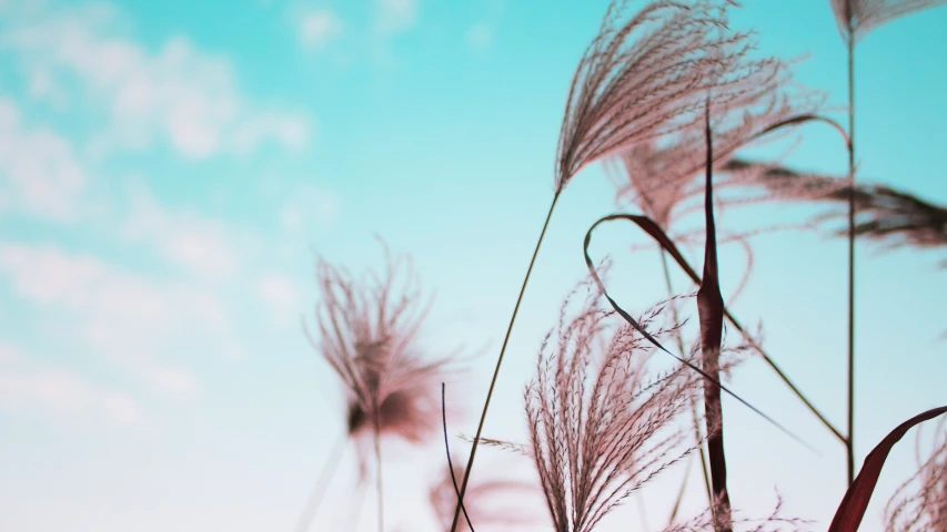 pink flowers on a blue background with white clouds