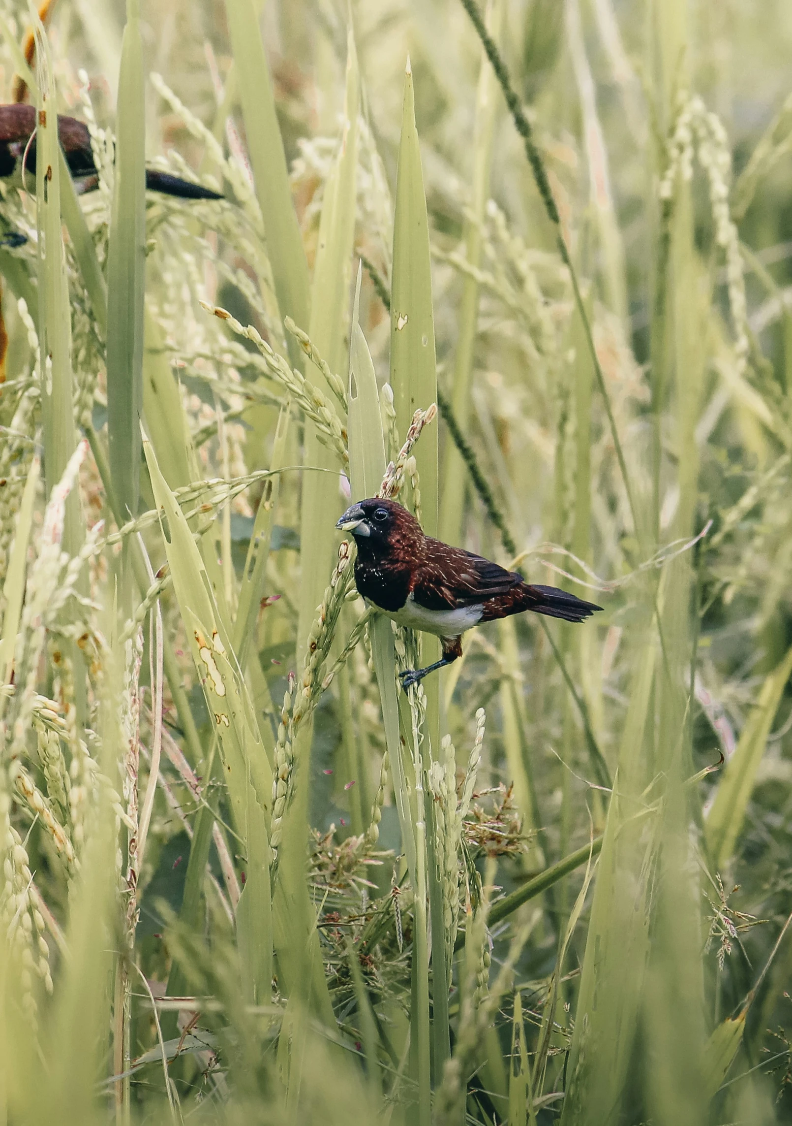 a small bird walking through grass during the day