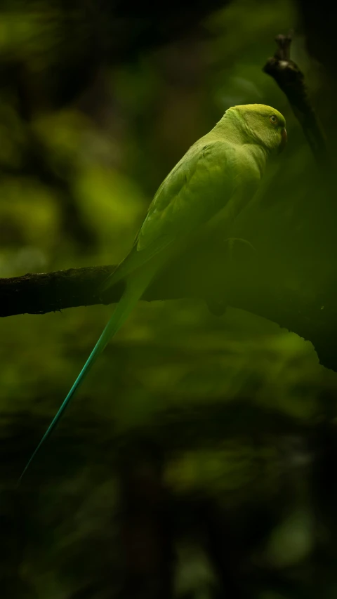 a green parakeet standing still on a tree nch