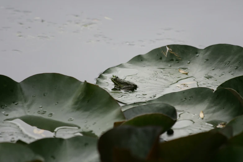 there is a frog in the middle of some waterlilies