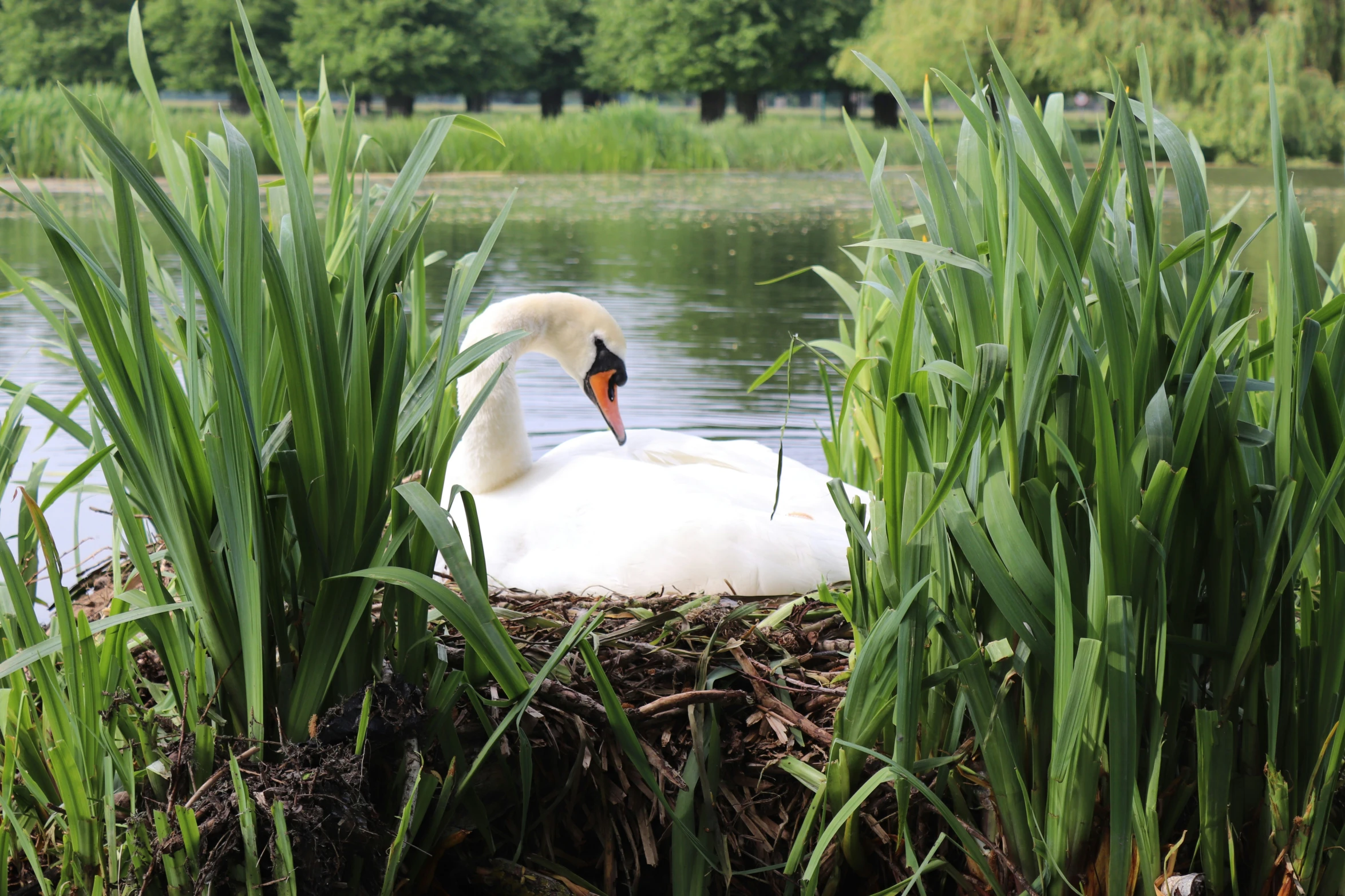 a swan is in some vegetation by the water