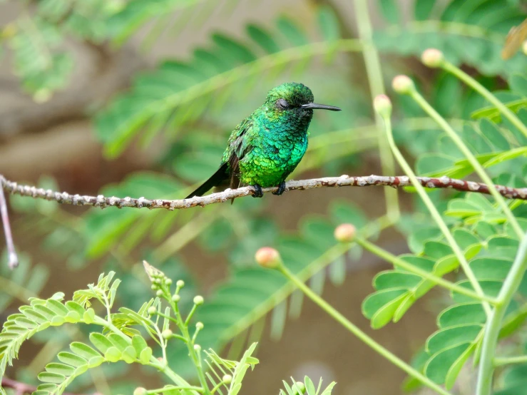 a bright green bird sitting on a nch