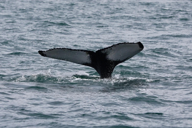 a large whale flups it's tail above the water