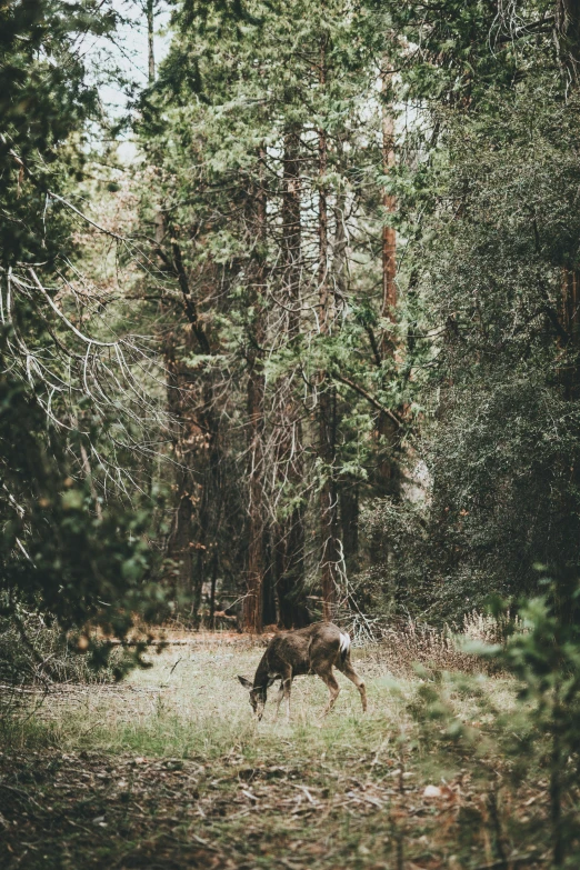 a cow standing in the middle of a forest area