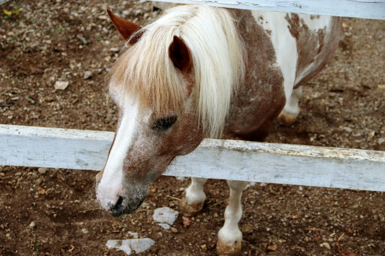 a pony that is behind a fence