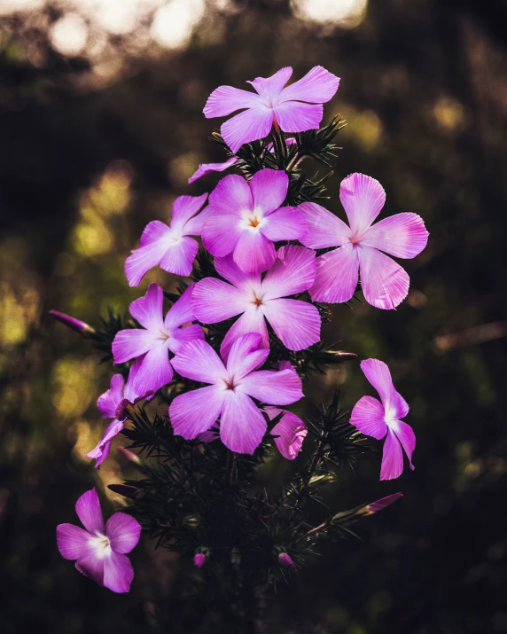 several purple flowers blooming next to each other