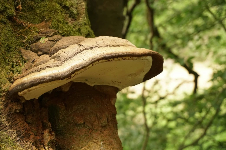 a large mushroom sits on top of a tree