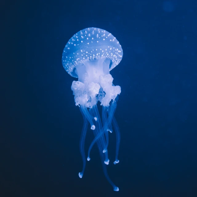 a blue jellyfish floating through the water