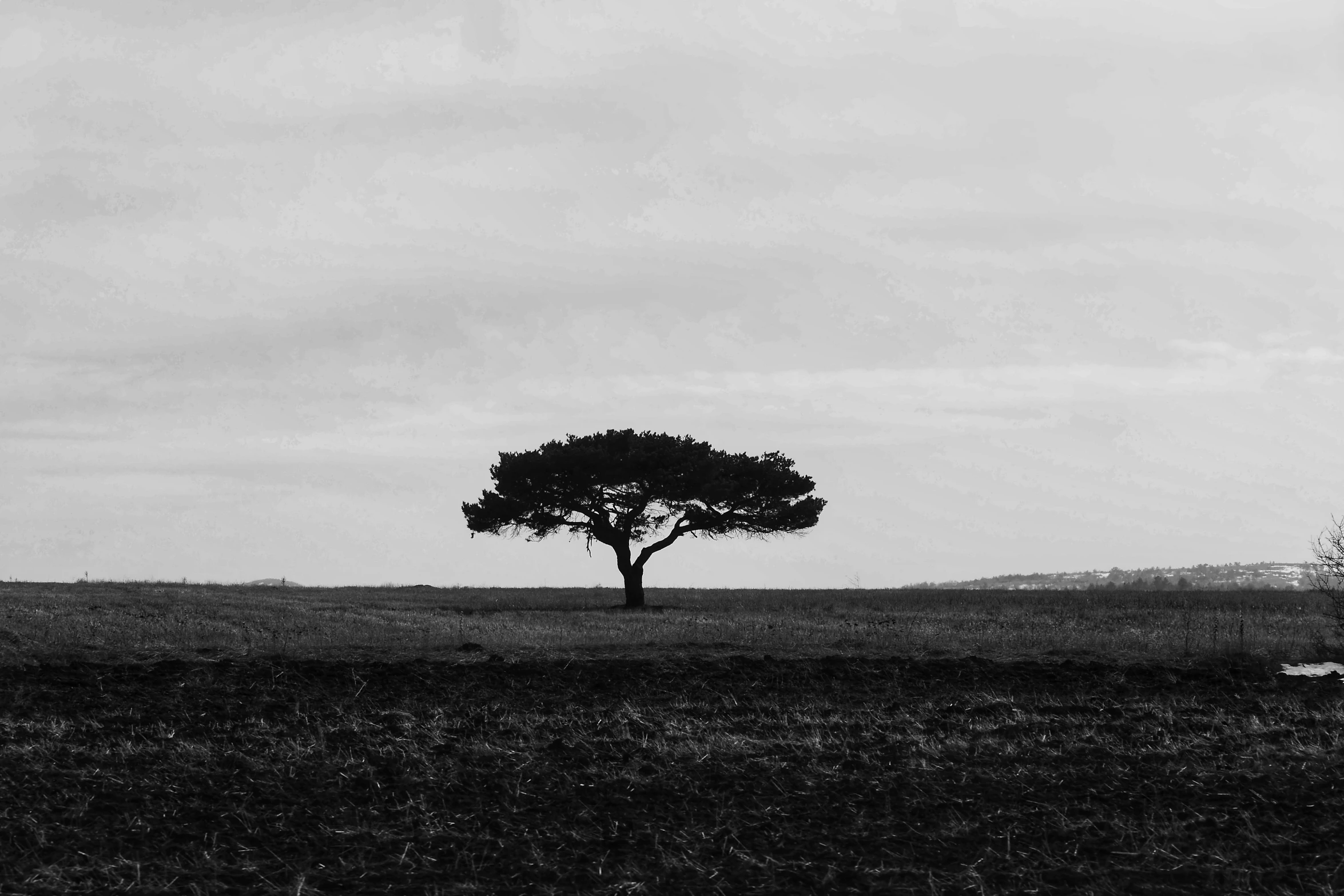 an elephant is standing in a field near a tree