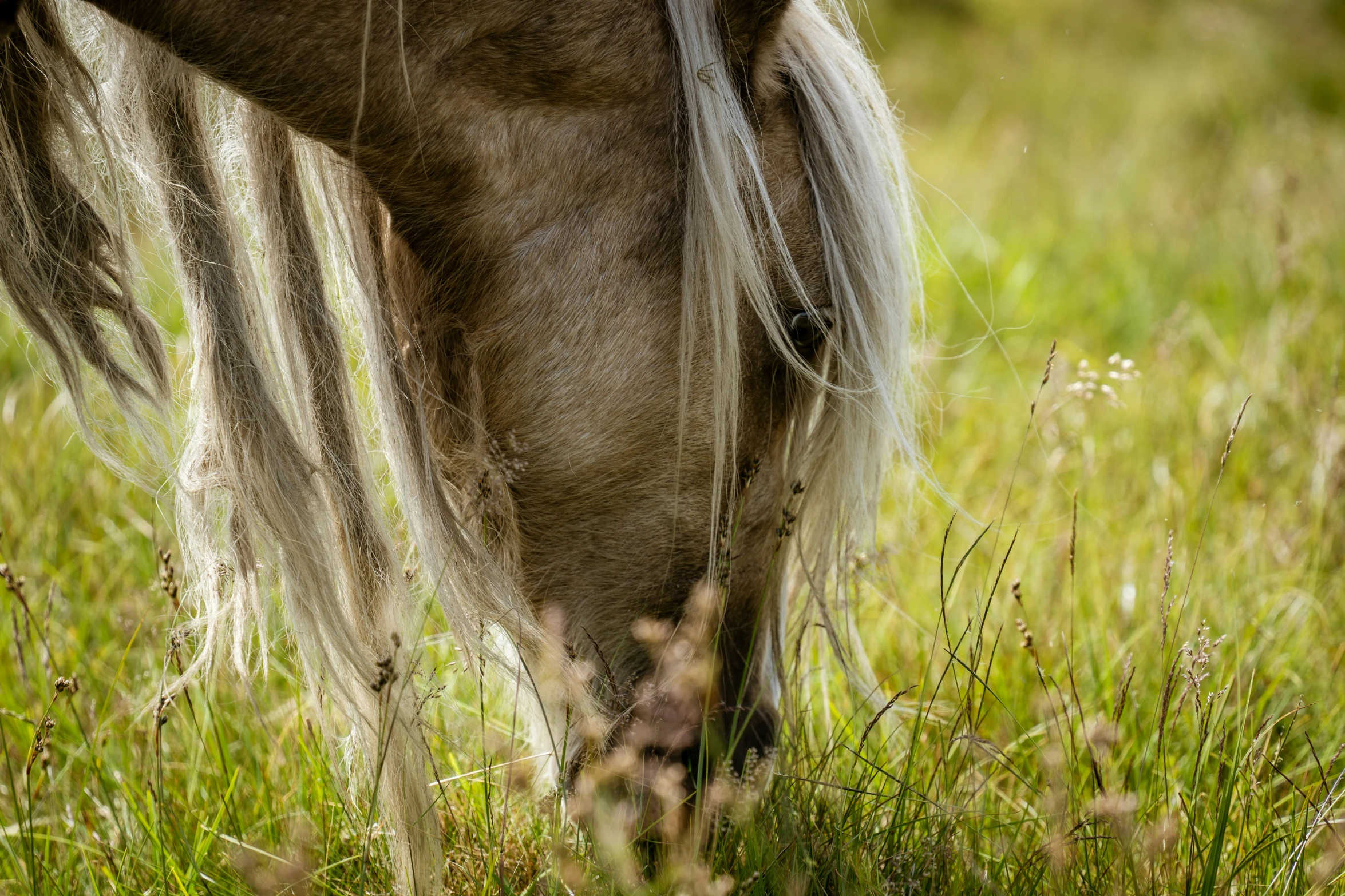 an adult horse in a field eating grass