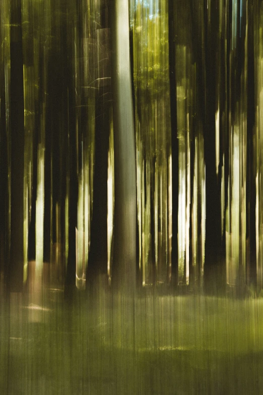 a group of trees in the forest are blurry