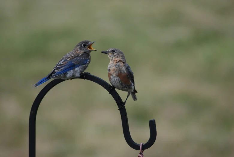 a couple of birds perched on top of a metal pole