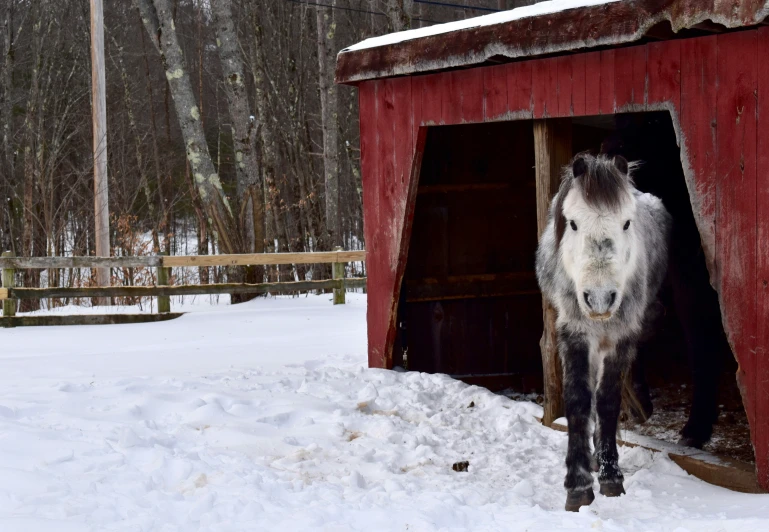 there is a small horse standing inside a barn in the snow