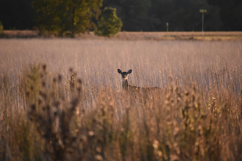 a deer standing in a field looking at the camera