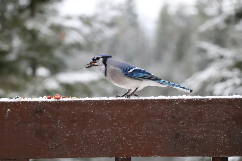 a blue jay standing on the top of a wooden post