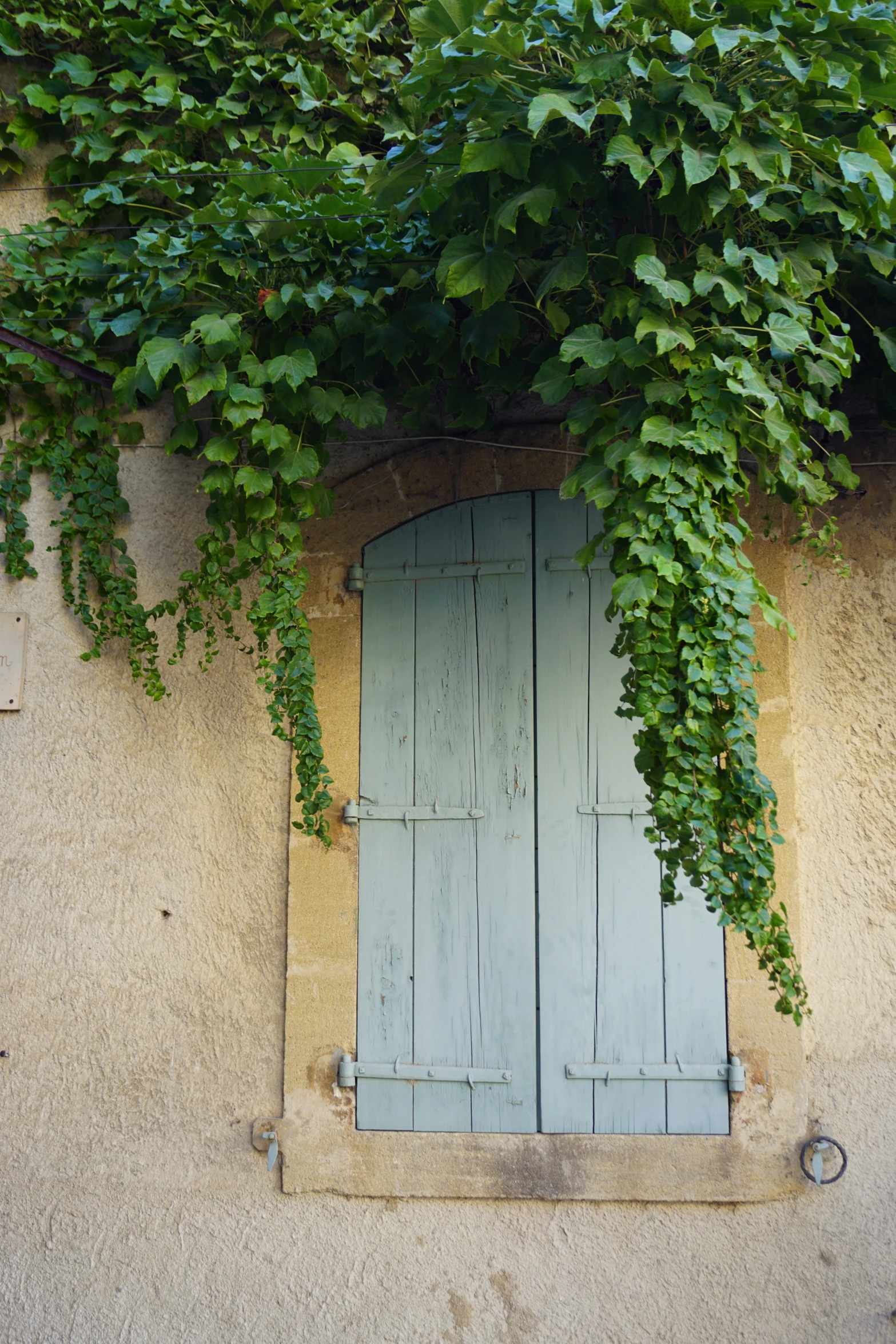 blue door in side of stucco building with green vine climbing on the wall