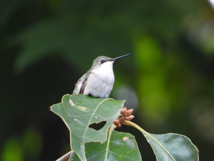 a bird on a nch with leaves in the background