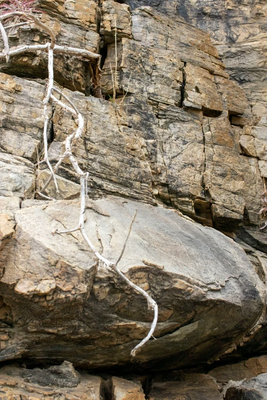 a white tree with long roots is in the middle of a y rock face