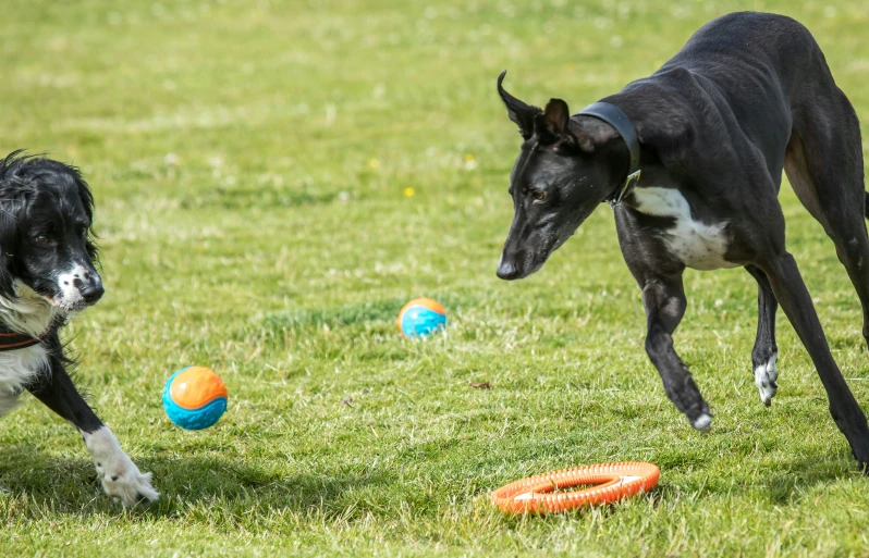 two dogs are running towards two frisbees on the grass