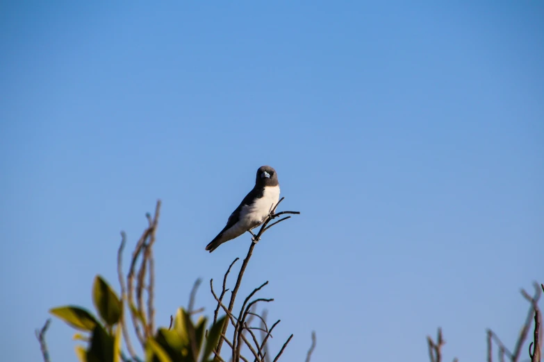 a small bird on top of a tree nch