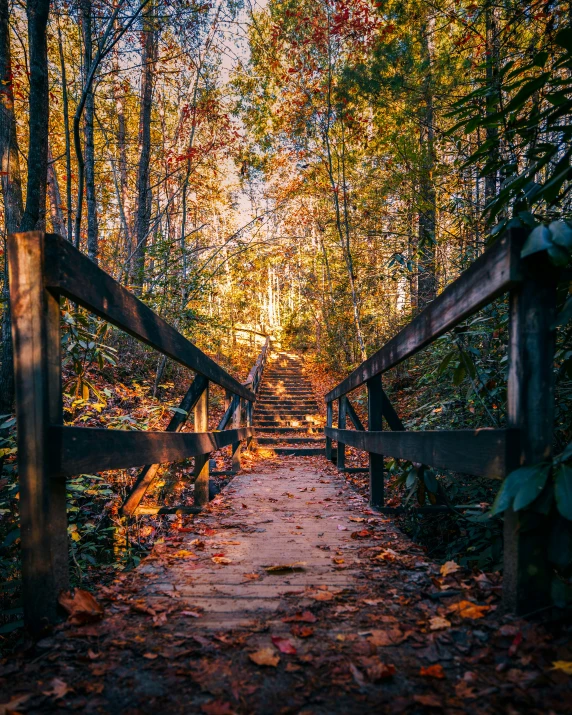 a wooden walkway is leading to trees in a forest