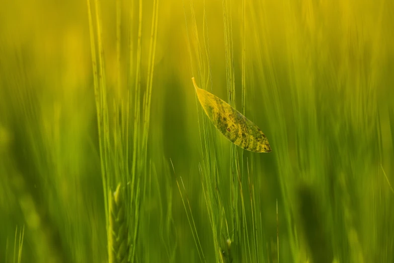 green field with a yellow sun in the background