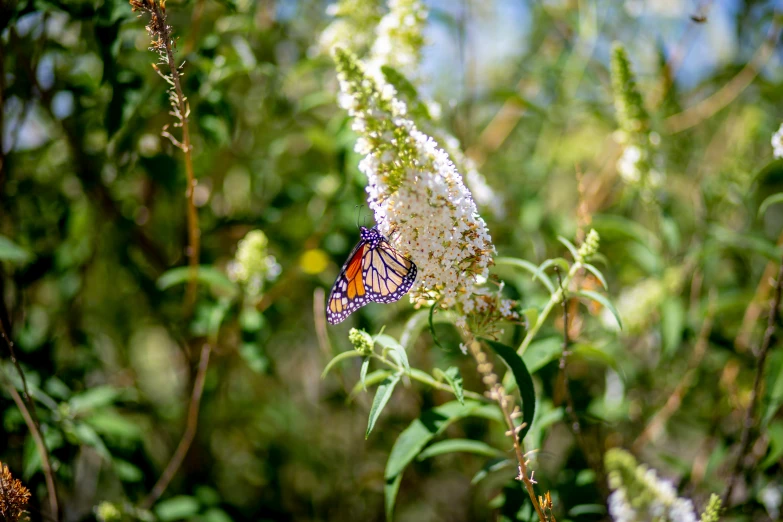 a erfly is sitting on top of some flower